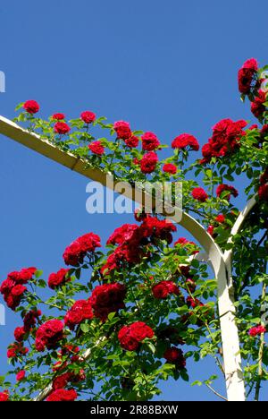 Rose (Rosa) con rosa arrampicata 'Chevy Chase Foto Stock