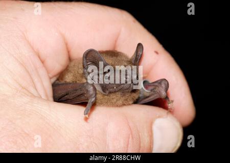 Noctule in mano, Brandeburgo, Germania (Nyctalus noctula), inanellato Foto Stock