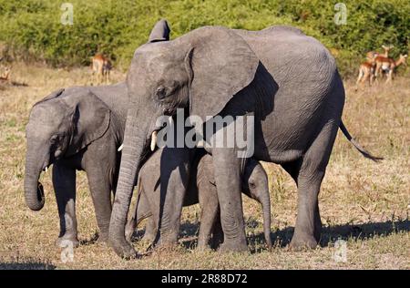 Elefanti africani, con i giovani, nel Parco Nazionale di Chobe, Botswana Foto Stock