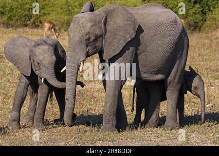 Elefanti africani, con i giovani, nel Parco Nazionale di Chobe, Botswana Foto Stock