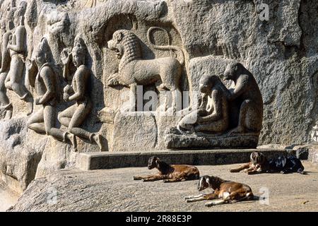 Animali mitologici scolpiti e scimmie grooming scolpito sulla penitenza Arjunas discesa dei Gange in Mahabalipuram Mamallapuram vicino a Chennai, Tamil Foto Stock