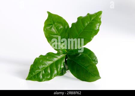La pianta del caffè (Coffea arabica) Foto Stock