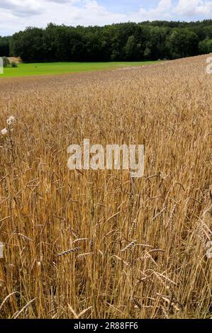 Campo di grano Dinkel (Triticum spelta) farro maturo Foto Stock