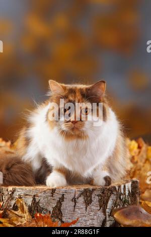 Gatto inglese, cioccolato-tortie-bianco, Highlander, Lowlander, Britannica, BLH Foto Stock