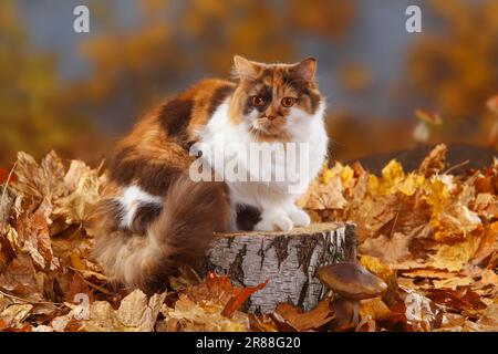 Gatto inglese, cioccolato-tortie-bianco, Highlander, Lowlander, Britannica, BLH Foto Stock