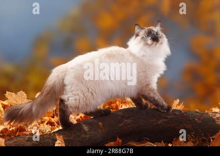 Neva Masquarade, Siberian Forest Cat, Neva Masquerade, foglie autunnali, laterale Foto Stock
