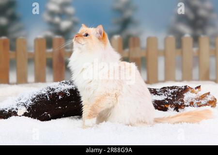 Neva Masquarade, maschio, rosso-tabby-punto-bianco, Siberian Forest Cat, Neva Masquerade Foto Stock