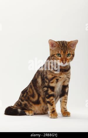 Gatto bengala, Bengala marmorizzato Foto Stock