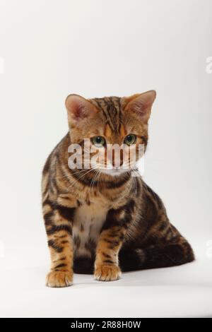 Gatto bengala, Bengala marmorizzato Foto Stock