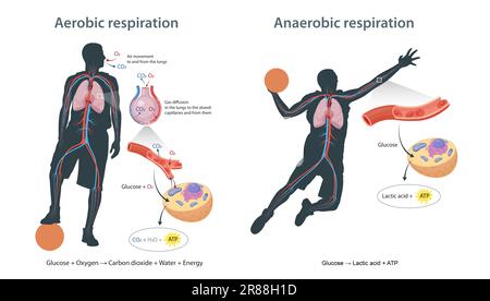 Respirazione aerobica e anaerobica nelle cellule Foto Stock