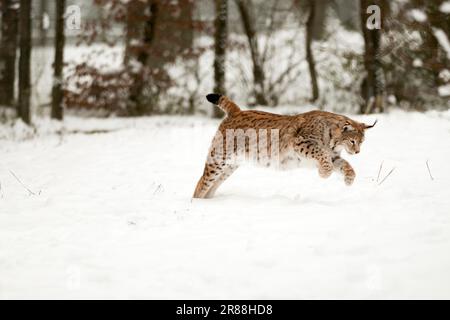 Caccia maschio lynx eurasiatica (lynx lynx) Foto Stock