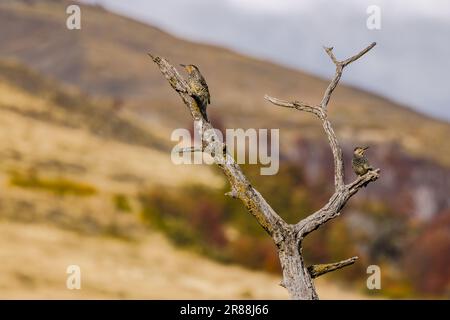 Due picchetti pileated isolati sui rami di un albero morto, Argentina, Patagonia, Sud America Foto Stock