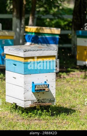 Molti set di alveare di legno nel giardino primaverile in apiario per raccogliere il miele. Una fila di alveari colorati su una piccola zona chiusa Foto Stock