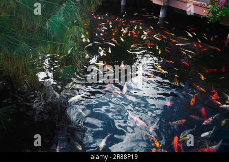 Un gran numero di pesci koi nuotano in un laghetto artificiale con uno splendido sfondo di piante verdi Foto Stock