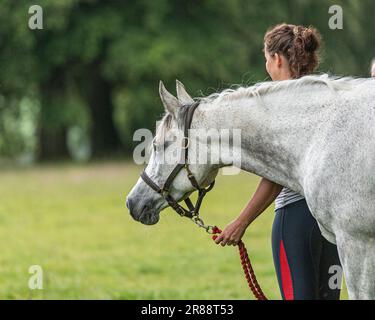 Cavallo Arabo Foto Stock