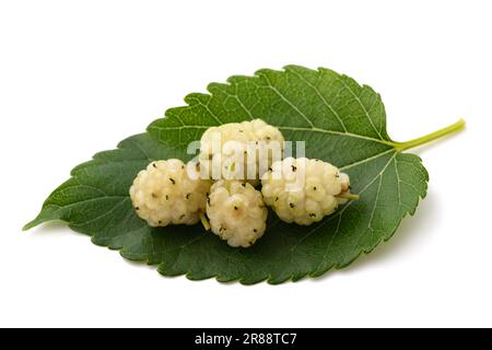 Foglia di gelso bianco con frutti isolati su fondo bianco Foto Stock