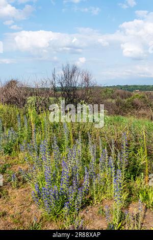 Vegetazione che si recupera dagli effetti del fuoco di brughiera un anno prima al parco di campagna di Snettisham sulla riva orientale del Washington. Foto Stock