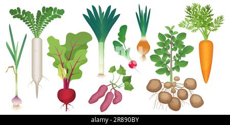 Illustrazione vettoriale dell'insieme delle verdure della radice. Cartone animato isolato sano raccolta di tuberi crudi dalla fattoria o giardino cortile, cipolla daikon ravanello di patate barbabietola carota ravanello aglio, raccolta di verdure Illustrazione Vettoriale