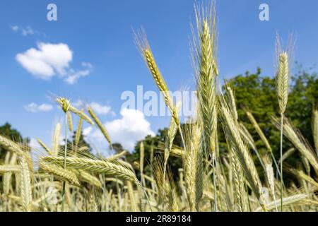 Orecchie di segale in un campo estivo Foto Stock