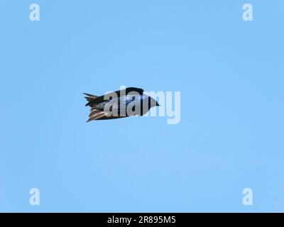 Purple Martin - maschio in volo Progne Suis Ottawa Wildlife Refuge, Ohio, USA BI36692 Foto Stock