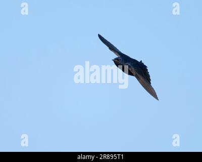 Purple Martin - maschio in volo Progne Suis Ottawa Wildlife Refuge, Ohio, USA BI36711 Foto Stock