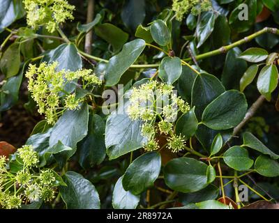 Trochodendron aralioides, albero della ruota Foto Stock