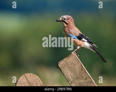 Un allarme Jay, (Garrulus glandarius), un membro della famiglia dei corvi, arroccato sul posto di un vecchio cancello di legno Foto Stock