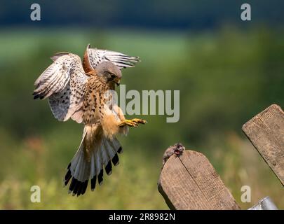 Un maschio Kestrel, (Falco tinnunculus), che picchia su un topo sulla cima di un vecchio cancello di legno Foto Stock