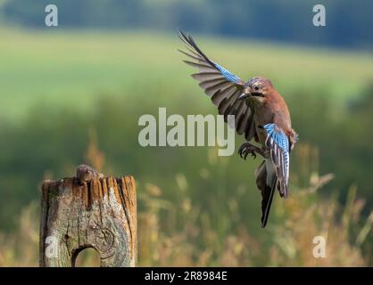 Una ghiandaia, (Garrulus glandarius), atterra su un vecchio cancello di legno con le sue ali spalancate che mostrano il suo bellissimo piumaggio Foto Stock