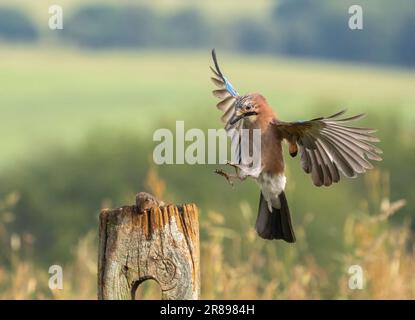 Una ghiandaia, (Garrulus glandarius), atterra su un vecchio cancello di legno con le sue ali spalancate che mostrano il suo bellissimo piumaggio Foto Stock