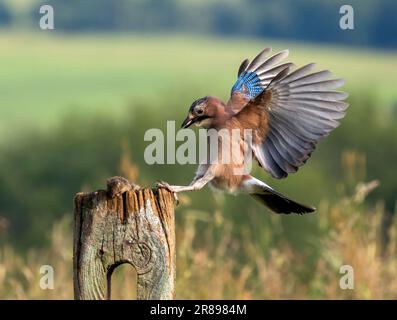 Una ghiandaia, (Garrulus glandarius), atterra su un vecchio cancello di legno con le sue ali spalancate che mostrano il suo bellissimo piumaggio Foto Stock