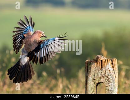 Una ghiandaia, (Garrulus glandarius), atterra su un vecchio cancello di legno con le sue ali spalancate che mostrano il suo bellissimo piumaggio Foto Stock