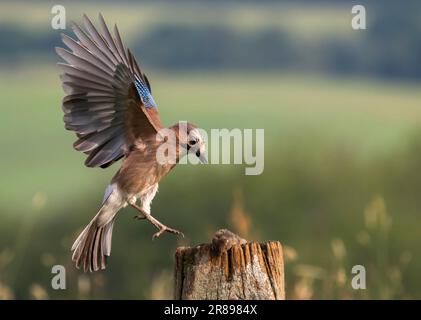 Una ghiandaia, (Garrulus glandarius), atterra su un vecchio cancello di legno con le sue ali spalancate che mostrano il suo bellissimo piumaggio Foto Stock