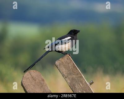 Una Magpie, (Pica pica), arroccata su una vecchia recinzione di legno Foto Stock