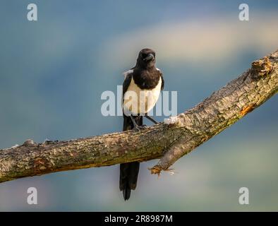 Una Magpie, (Pica pica), arroccata su un ramo di albero e rivolta verso la parte anteriore che mostra il suo piumaggio bianco e nero Foto Stock