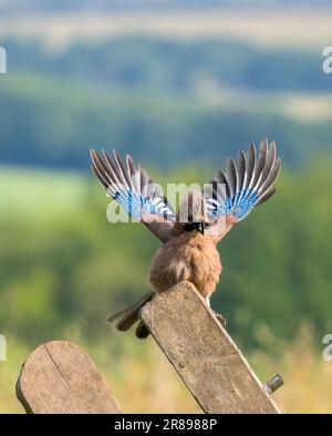 Un Jackdaw, (Corvus monidula), e un Jay, (Garrulus glandarius), si impegnano in una feroce disputa territoriale. Bradford, West Yorkshire, Regno Unito Foto Stock