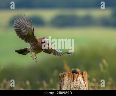 Jay, (Garrulus glandarius), Foto Stock