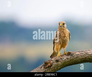 Una femmina Kestrel, (Falco tinnunculus), arroccata su un ramo di albero Foto Stock