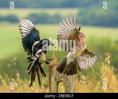 Una Magpie, (Pica pica) e una Jay, (Garrulus glandarius), si impegnano in una feroce disputa territoriale. Bradford, West Yorkshire, Regno Unito Foto Stock