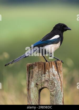 Magpie, (Pica pica), un membro comune della famiglia Crow, arroccato su un vecchio palo di legno Foto Stock