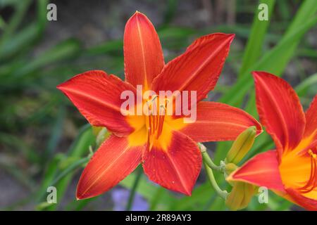 Primo piano di un singolo bellissimo fiore arancione-rosso diurno su uno sfondo sfocato naturale Foto Stock