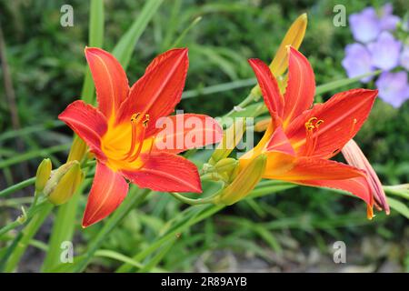 Primo piano di due bellissimi fiori arancione-rossi diurni Foto Stock