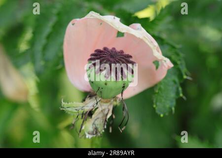 Primo piano di un Papaver orientale sbiadito con vista sull'ovaio, steli scuri e un ultimo petalo rosa su uno sfondo naturale e sfocato Foto Stock