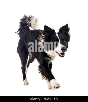giovane colllie di bordo di fronte a sfondo bianco Foto Stock