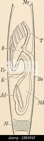 « Libro di testo elementare di zoologia » (1884) Foto Stock