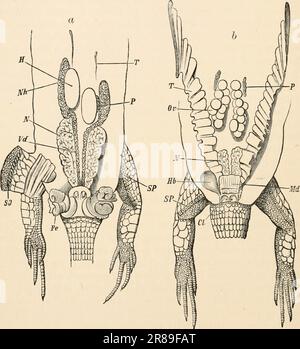 « Libro di testo elementare di zoologia » (1884) Foto Stock