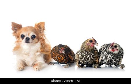 Pollo e cane Sebright di fronte a sfondo bianco Foto Stock