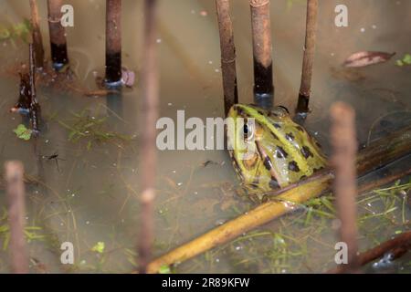 Marsh Frog Rana ridibunda, stagione riproduttiva verde regno unito con macchie nere occhi inferiori bianchi vicini l'uno all'altro ha indicato che il muso maschio ha sacchi vocali Foto Stock