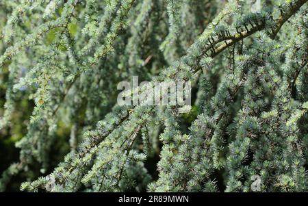 Blue Atlas Cedar Tree Foto Stock