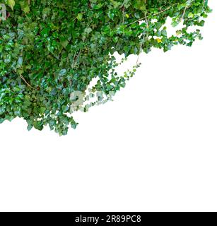Rami con foglie di edera verde come bordo della cornice isolato su bianco con tracciato di ritaglio incluso, spazio di copia Foto Stock